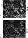 Fig. 07 - Identifying geometrical properties of rock structure through digital imaging