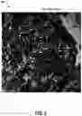 Fig. 08 - Identifying geometrical properties of rock structure through digital imaging