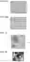 Fig. 12 - NON-TRANSITORY COMPUTER-READABLE RECORDING MEDIUM STORING IMAGE ANALYSIS PROGRAM AND IMAGE ANALYSIS METHOD