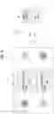 Fig. 16 - AUTOMATICALLY ASSIGNING HYBRIDS OR SEEDS TO FIELDS FOR PLANTING