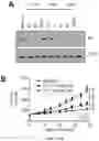 Fig. 02 - METHOD OF TREATING CANCER USING SELECTIVE ESTROGEN RECEPTOR MODULATORS