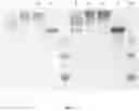 Fig. 06 - Conjugates of tumor necrosis factor inhibitors to functionalized polymers