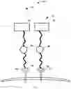 Fig. 02 - Composition and methods for imaging cells