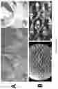 Fig. 07 - Myocyte-derived flow assist device: extravasal sheaths of rhythmically contracting myocytes aiding flow of biological fluids