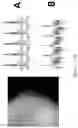 Fig. 08 - Myocyte-derived flow assist device: extravasal sheaths of rhythmically contracting myocytes aiding flow of biological fluids