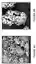 Fig. 04 - Accelerated aluminosilicate zeolite crystallization