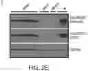 Fig. 09 - Methods and compositions for identifying and treating patients with small cell lung cancer