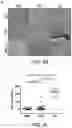 Fig. 35 - Methods and compositions for identifying and treating patients with small cell lung cancer