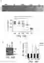 Fig. 43 - Methods and compositions for identifying and treating patients with small cell lung cancer