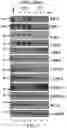 Fig. 30 - Method for evaluating whether an individual with cancer is suitable for treatment with a CDK inhibitor