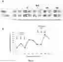 Fig. 06 - Methods of treating CMV retinitis by T cell therapy