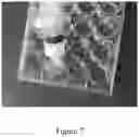 Fig. 08 - POLYURETHANE MICROCARRIER AND PREPARATION METHOD AND USE THEREOF