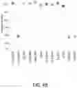 Fig. 06 - Polynucleotides, reagents, and methods for nucleic acid hybridization