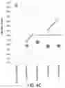 Fig. 07 - Polynucleotides, reagents, and methods for nucleic acid hybridization