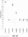Fig. 09 - Polynucleotides, reagents, and methods for nucleic acid hybridization