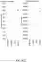 Fig. 89 - Polynucleotides, reagents, and methods for nucleic acid hybridization
