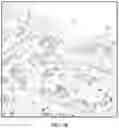 Fig. 04 - Foreground segmentation and nucleus ranking for scoring dual ISH images