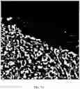 Fig. 13 - Foreground segmentation and nucleus ranking for scoring dual ISH images
