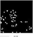 Fig. 16 - Foreground segmentation and nucleus ranking for scoring dual ISH images