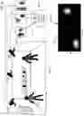 Fig. 33 - Person and projected image item tracking system