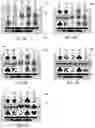 Fig. 04 - Gaming systems, apparatuses and methods employing partial winning combination features
