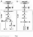 Fig. 07 - IN-SILICO METHOD TO IDENTIFY COMBINATORIAL PROTEINS AS IMMUNE-STIMULATORS AGAINST LEISHMANIASIS