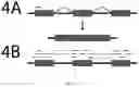 Fig. 04 - Methods for detecting and suppressing alignment errors caused by fusion events