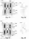 Fig. 03 - Dummy MOL removal for performance enhancement