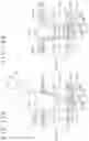 Fig. 16 - ORGANIC EL DISPLAY PANEL AND METHOD OF MANUFACTURING ORGANIC EL DISPLAY PANEL