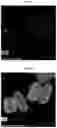 Fig. 10 - Antioxidant for electrolyte membrane of fuel cells and method for preparing the same