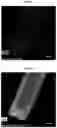 Fig. 14 - Antioxidant for electrolyte membrane of fuel cells and method for preparing the same