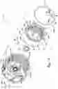 Fig. 14 - Motor having split spray ring for cooling end turns