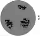 Fig. 49 - System and methods for planned evolution and obsolescence of multiuser spectrum