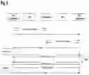 Fig. 05 - Telecommunication arrangement and procedures to establish a RTC connection between a first and second endpoint