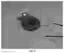 Fig. 05 - Preparation method of flexible transparent circuit