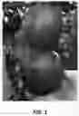 Fig. 02 - Apple tree named 'MC-51'