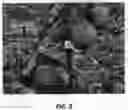 Fig. 04 - Apple tree named 'MC-51'