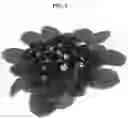Fig. 02 - Gorgeous