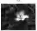 Fig. 03 - Gorgeous