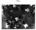 Fig. 04 - Gorgeous