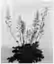 Fig. 02 - HEUCHERA PLANT NAMED 'IFHEMUL'