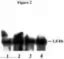Fig. 03 - Alteration of tobacco alkaloid content through modification of specific cytochrome P450 genes