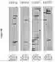 Fig. 05 - Alteration of tobacco alkaloid content through modification of specific cytochrome P450 genes