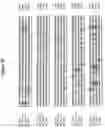 Fig. 08 - Alteration of tobacco alkaloid content through modification of specific cytochrome P450 genes
