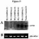 Fig. 12 - Alteration of tobacco alkaloid content through modification of specific cytochrome P450 genes