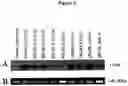 Fig. 13 - Alteration of tobacco alkaloid content through modification of specific cytochrome P450 genes