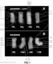 Fig. 02 - Wheat Lines, Plants, and Grain with Increased Beta-Glucan Content