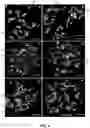Fig. 05 - Wheat Lines, Plants, and Grain with Increased Beta-Glucan Content