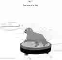 Fig. 08 - Dog's play partner AI dog