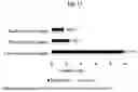 Fig. 09 - Methods for enhancing poultry growth and performance
